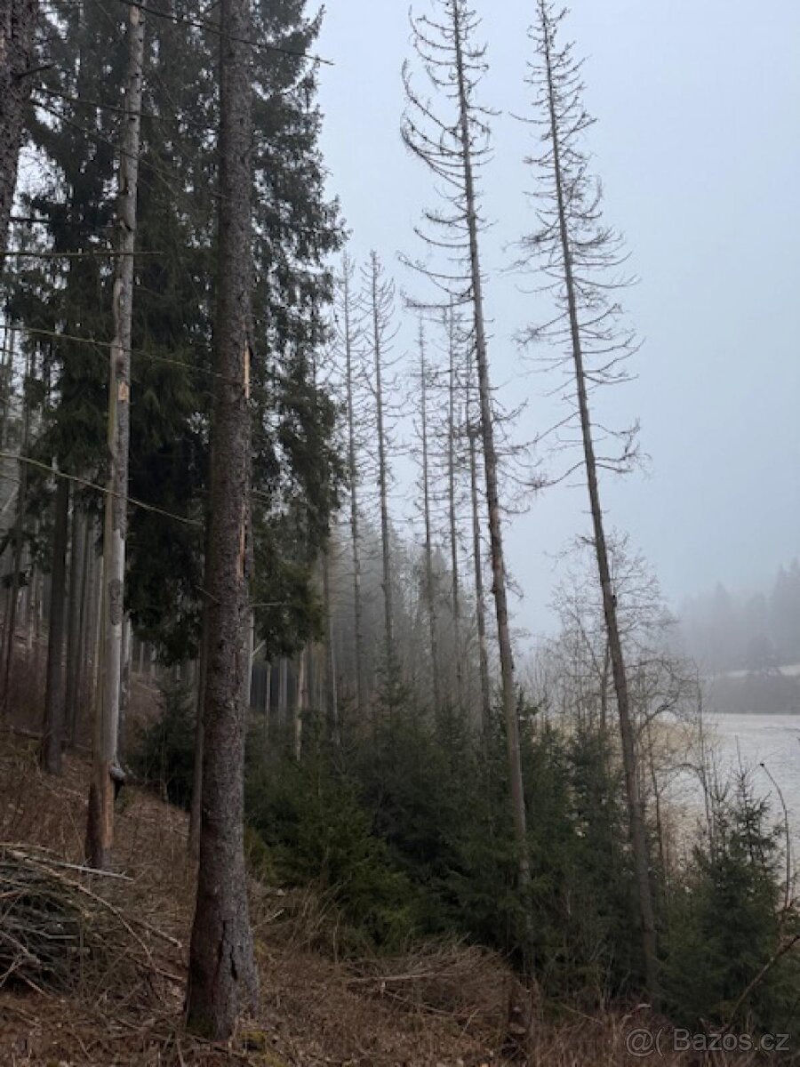 Prodej lesních pozemků k.ú. Nespice