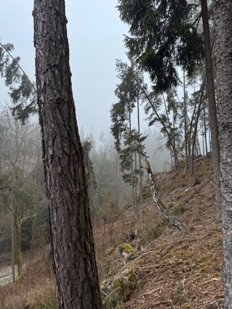 Prodej lesních pozemků k.ú. Nespice