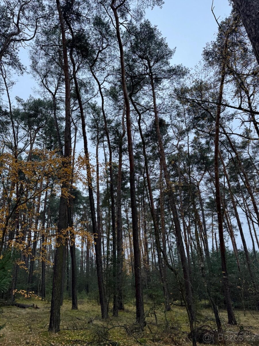 Prodej lesních pozemků k.ú. Poříčany