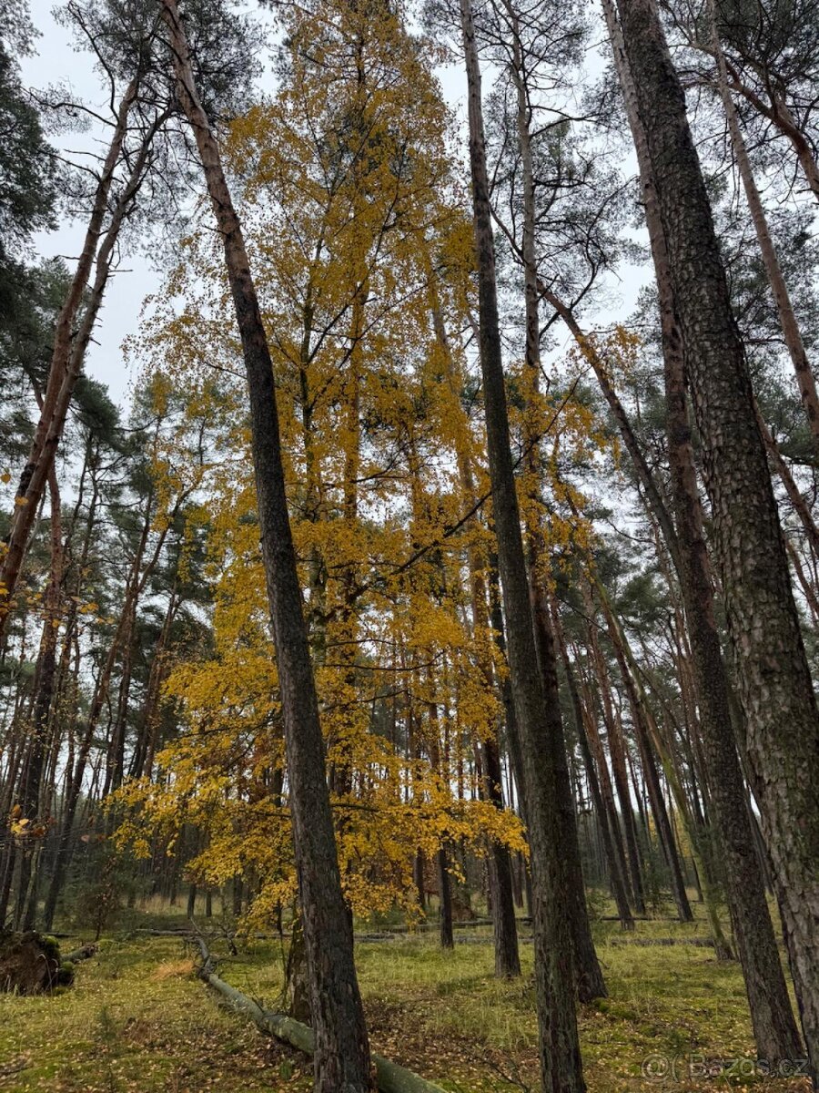 Prodej lesních pozemků k.ú. Poříčany