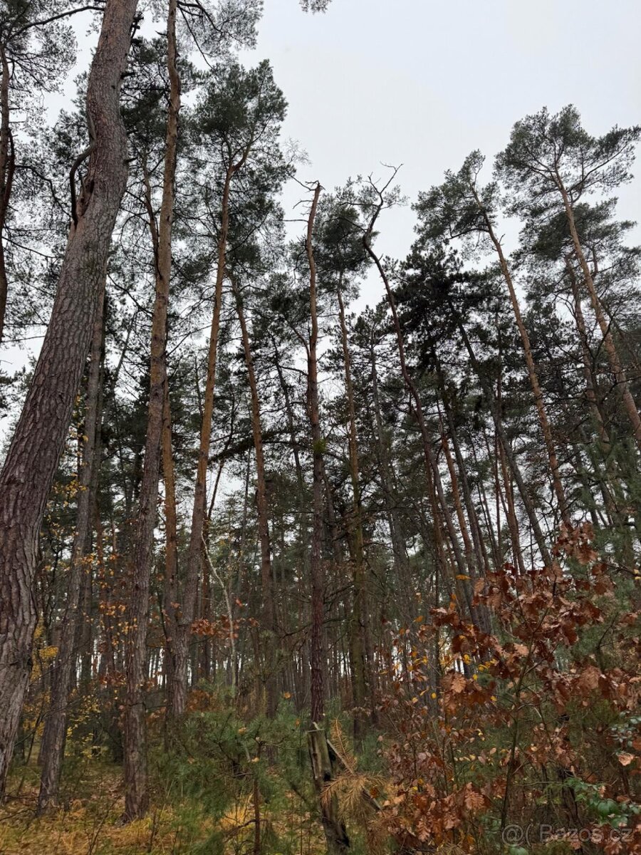 Prodej lesních pozemků k.ú. Poříčany