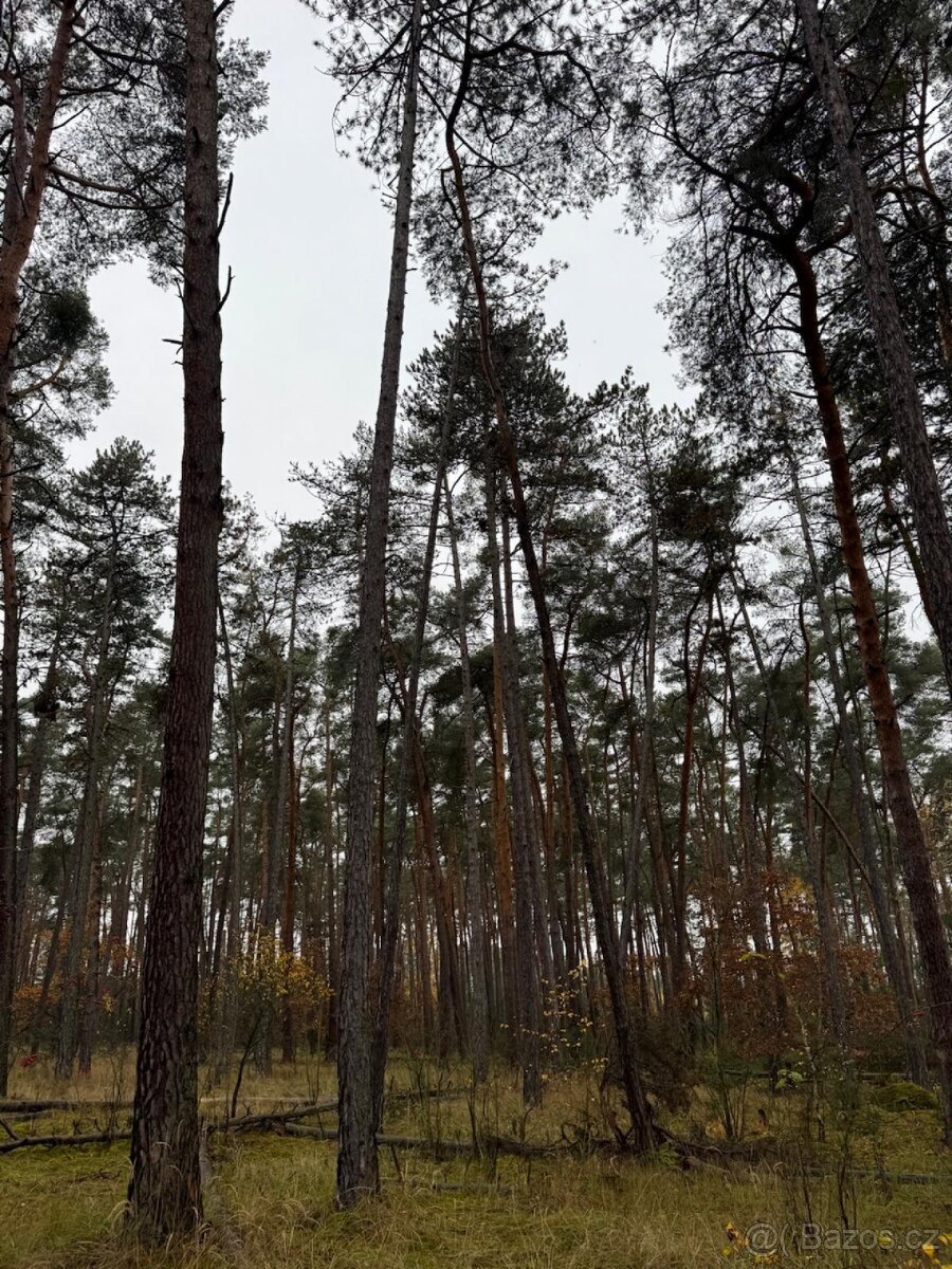 Prodej lesních pozemků k.ú. Poříčany