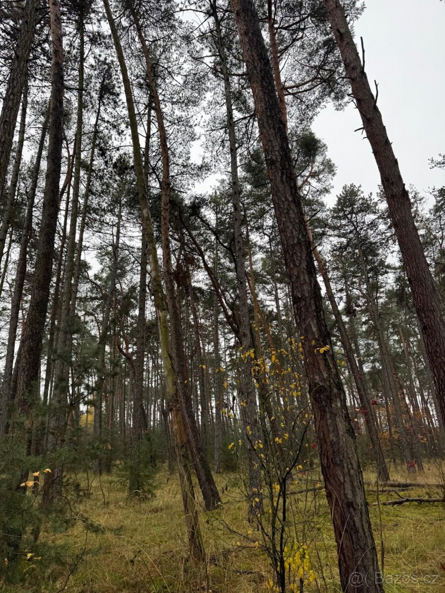 Prodej lesních pozemků k.ú. Poříčany
