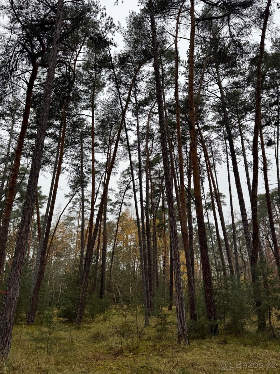 Prodej lesních pozemků k.ú. Poříčany