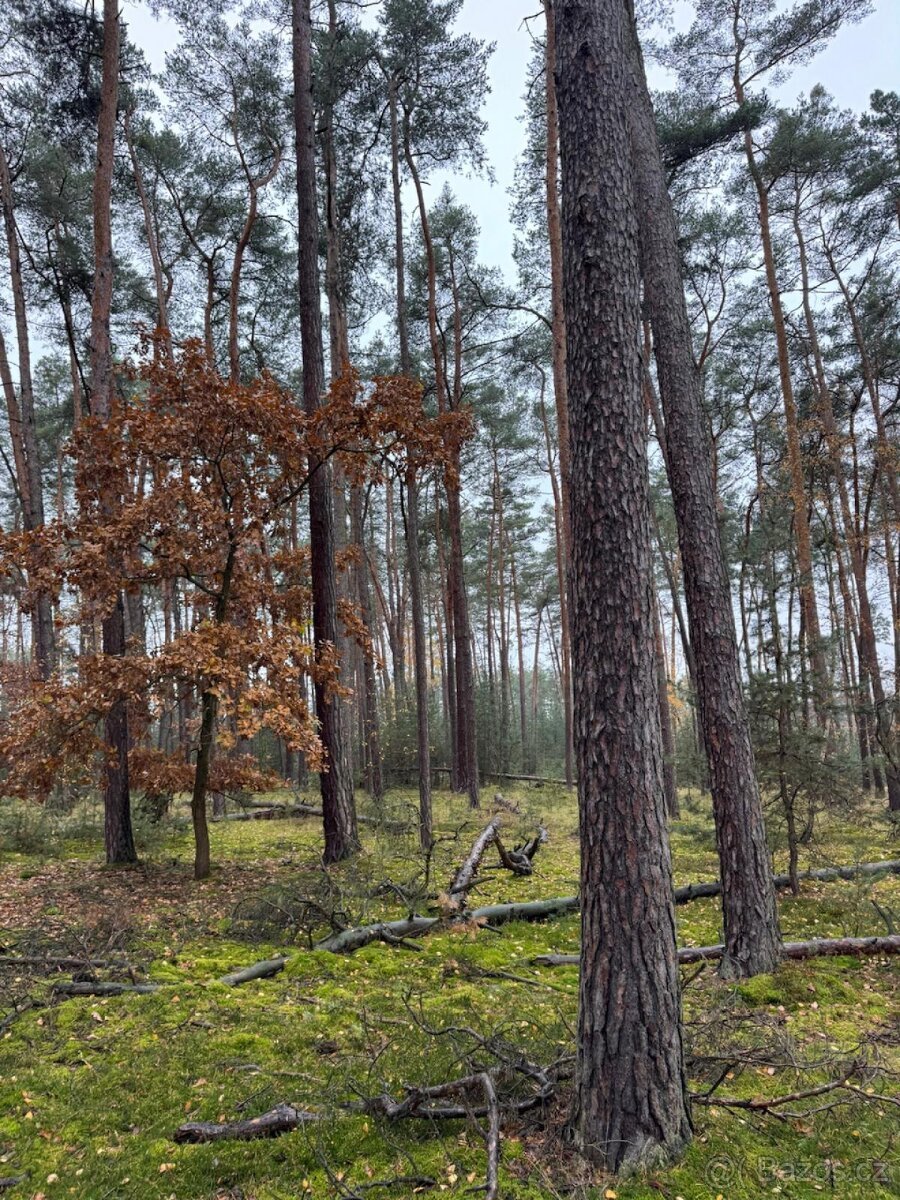 Prodej lesních pozemků k.ú. Poříčany
