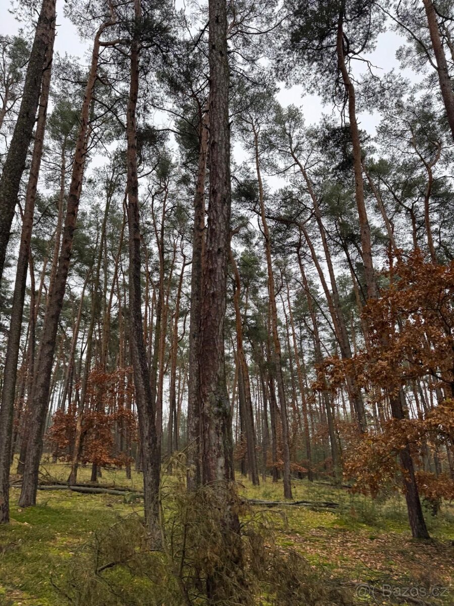 Prodej lesních pozemků k.ú. Poříčany