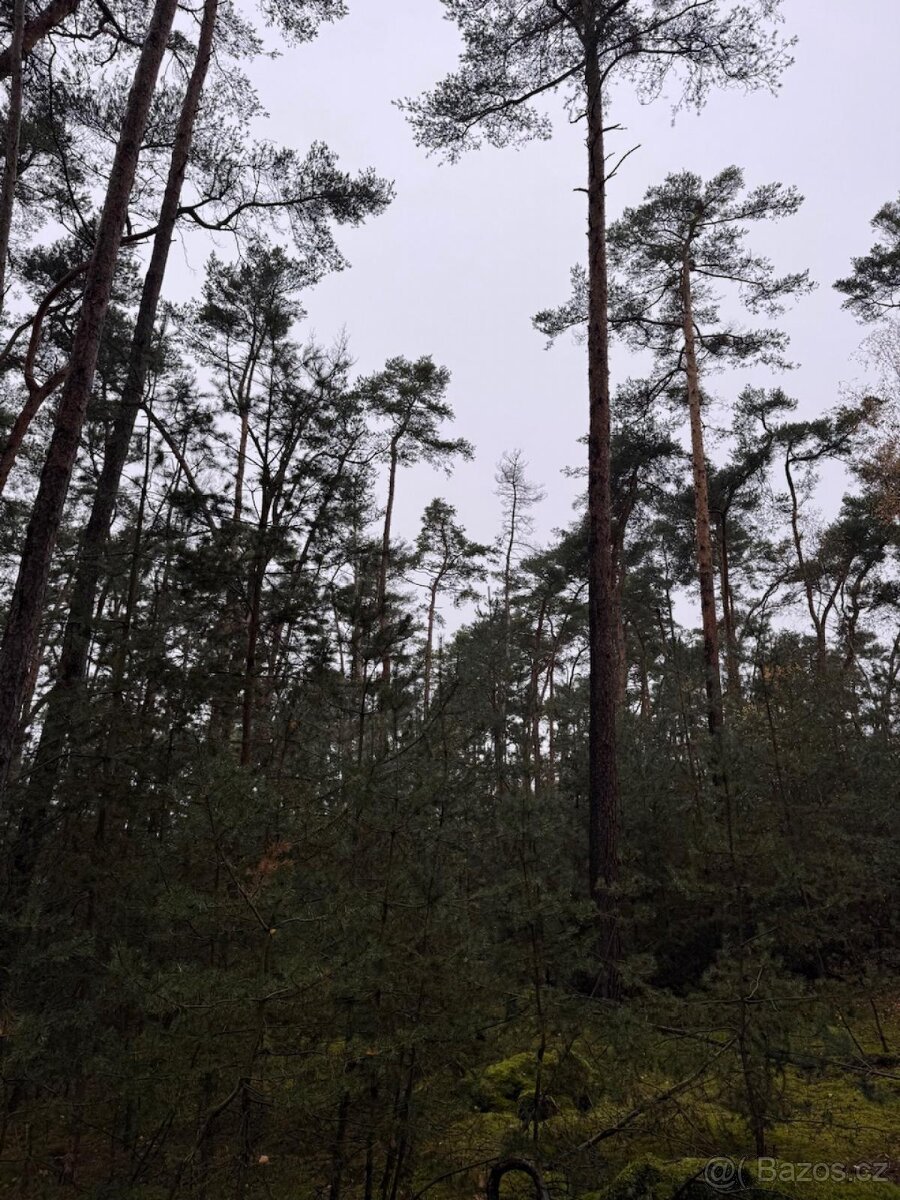 Prodej lesních pozemků k.ú. Poříčany