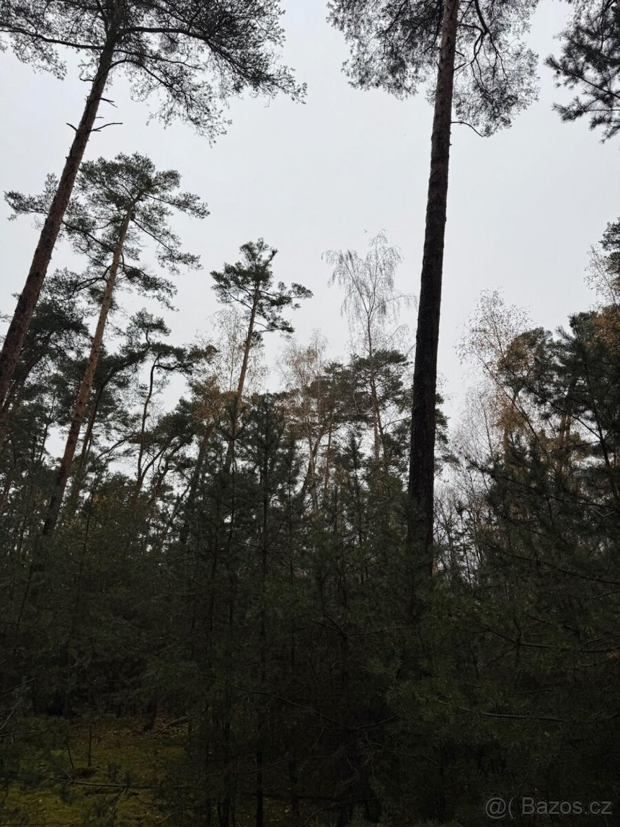 Prodej lesních pozemků k.ú. Poříčany