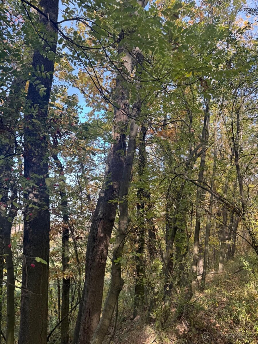 Prodej pozemků v k.ú. Jeníkovice u Choltic