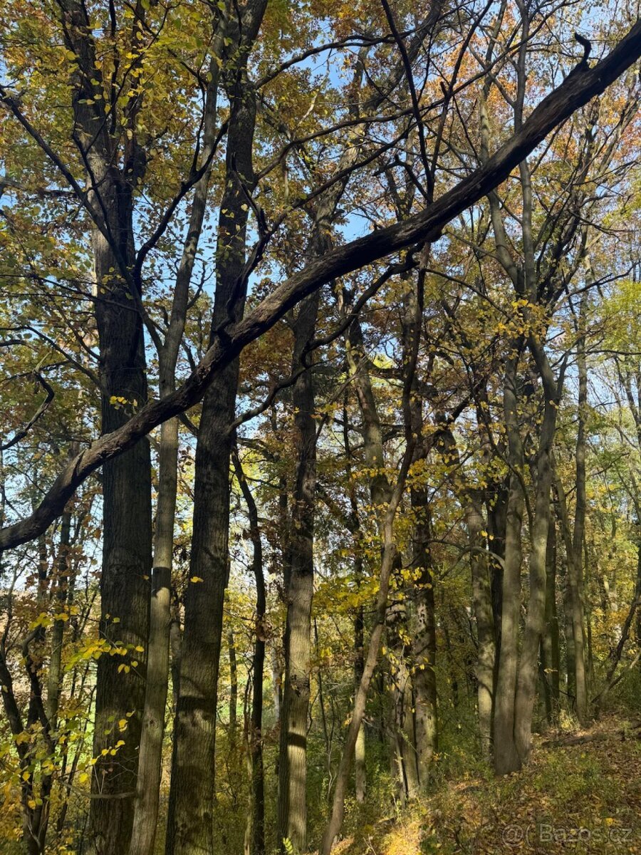 Prodej pozemků v k.ú. Jeníkovice u Choltic