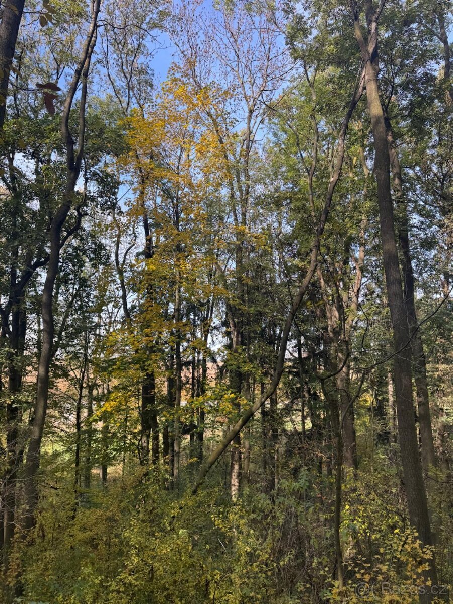 Prodej pozemků v k.ú. Jeníkovice u Choltic