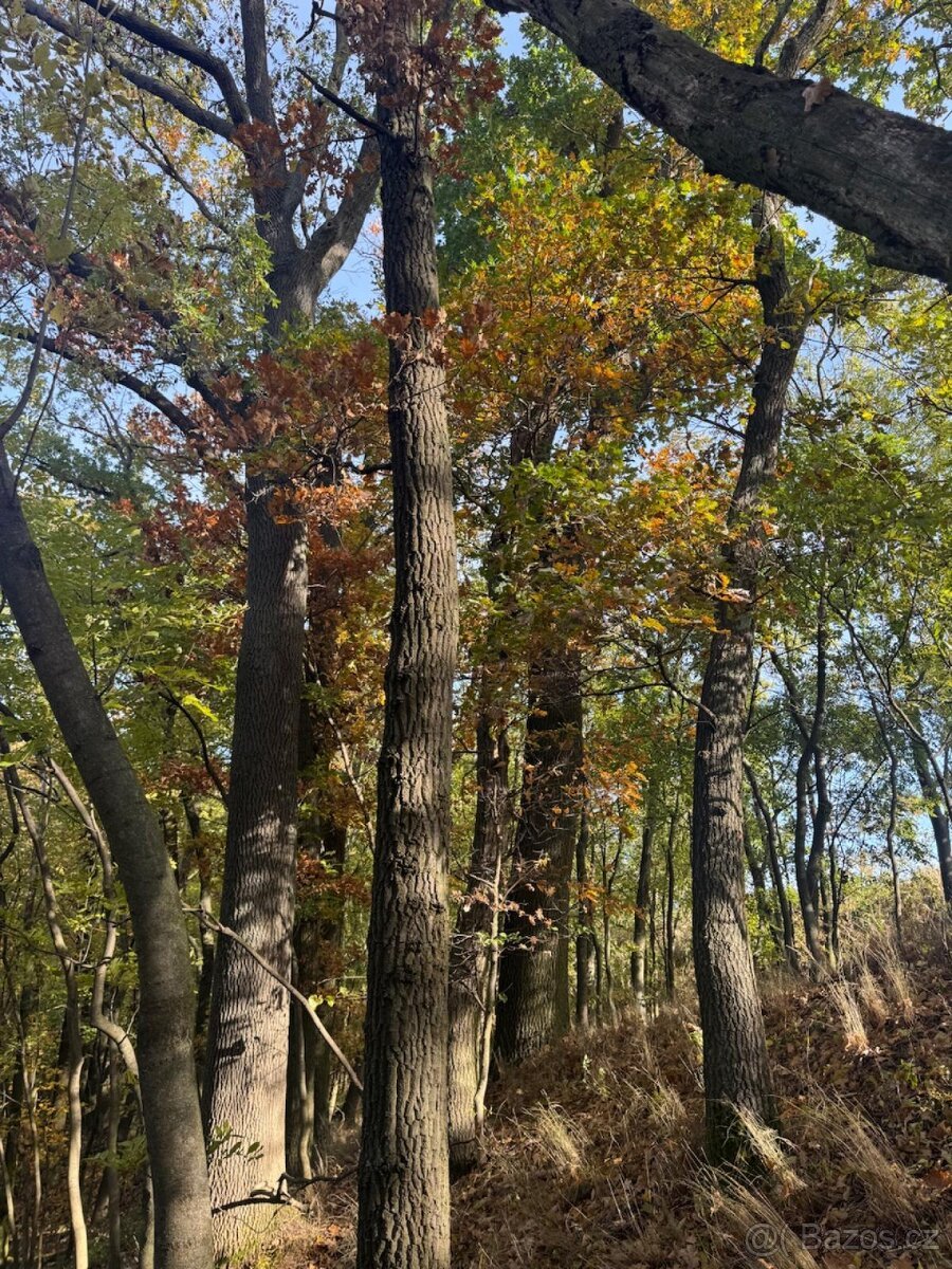 Prodej pozemků v k.ú. Jeníkovice u Choltic