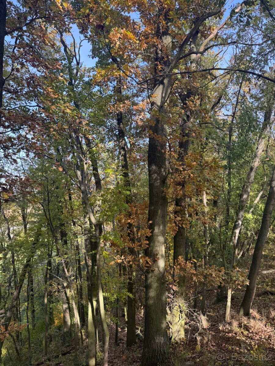 Prodej pozemků v k.ú. Jeníkovice u Choltic