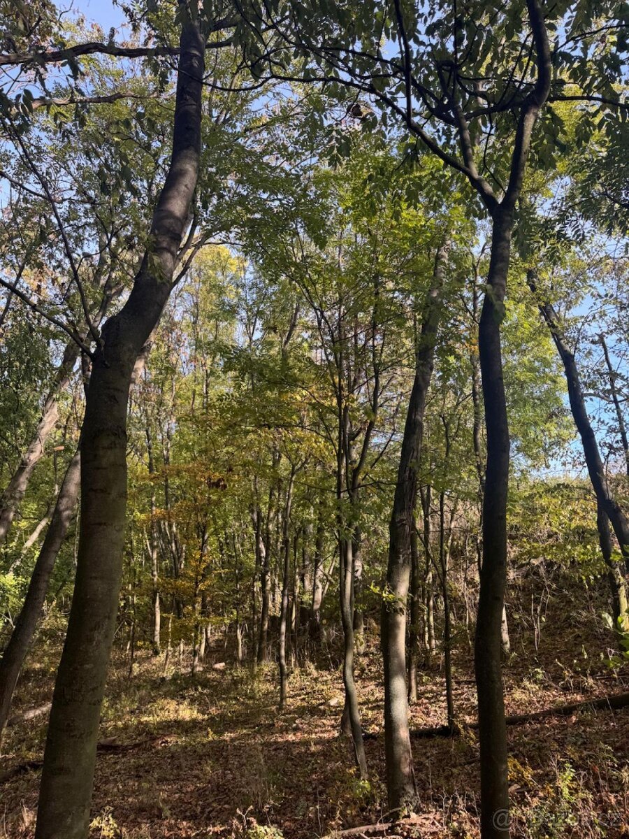 Prodej pozemků v k.ú. Jeníkovice u Choltic