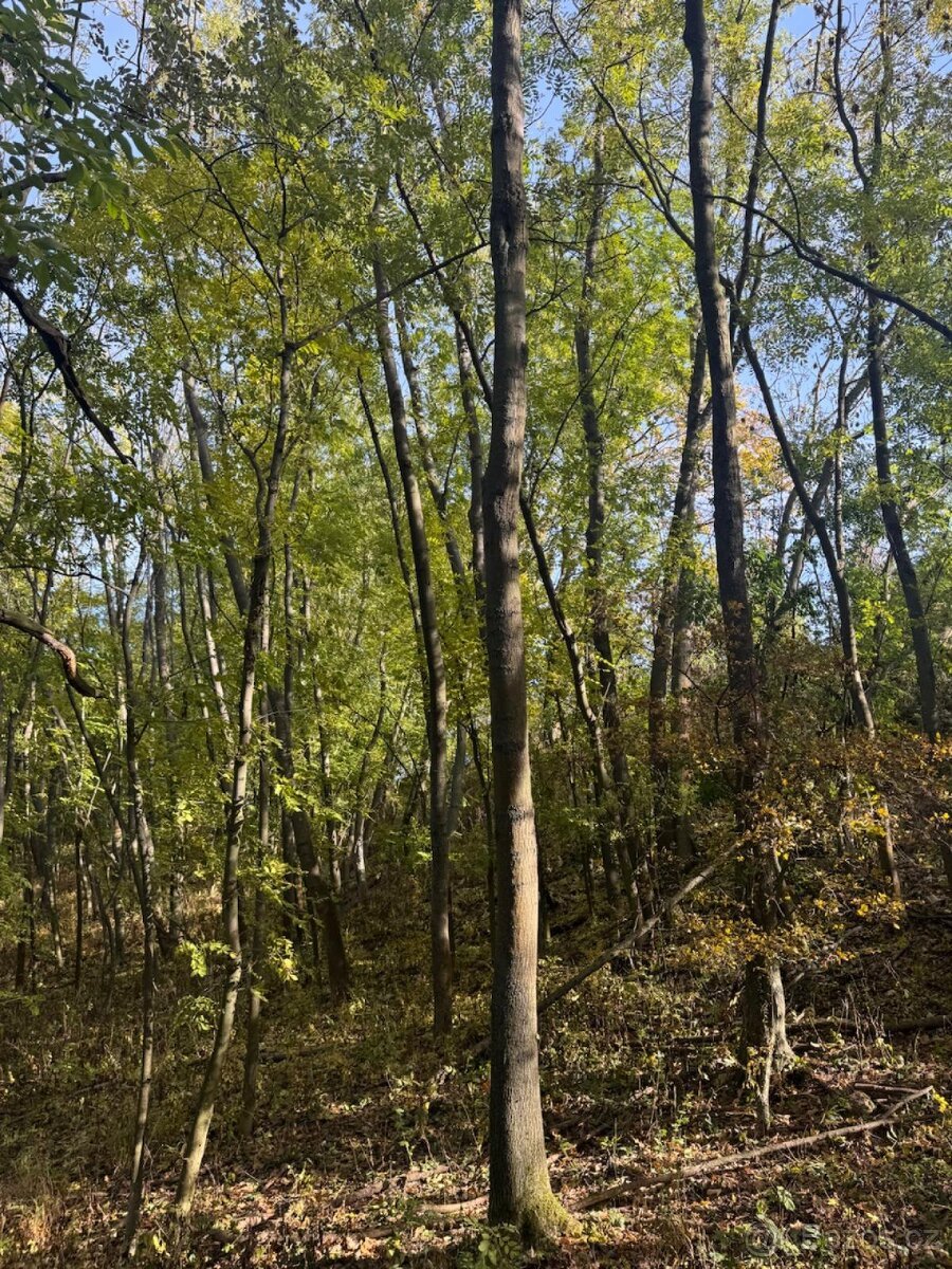 Prodej pozemků v k.ú. Jeníkovice u Choltic