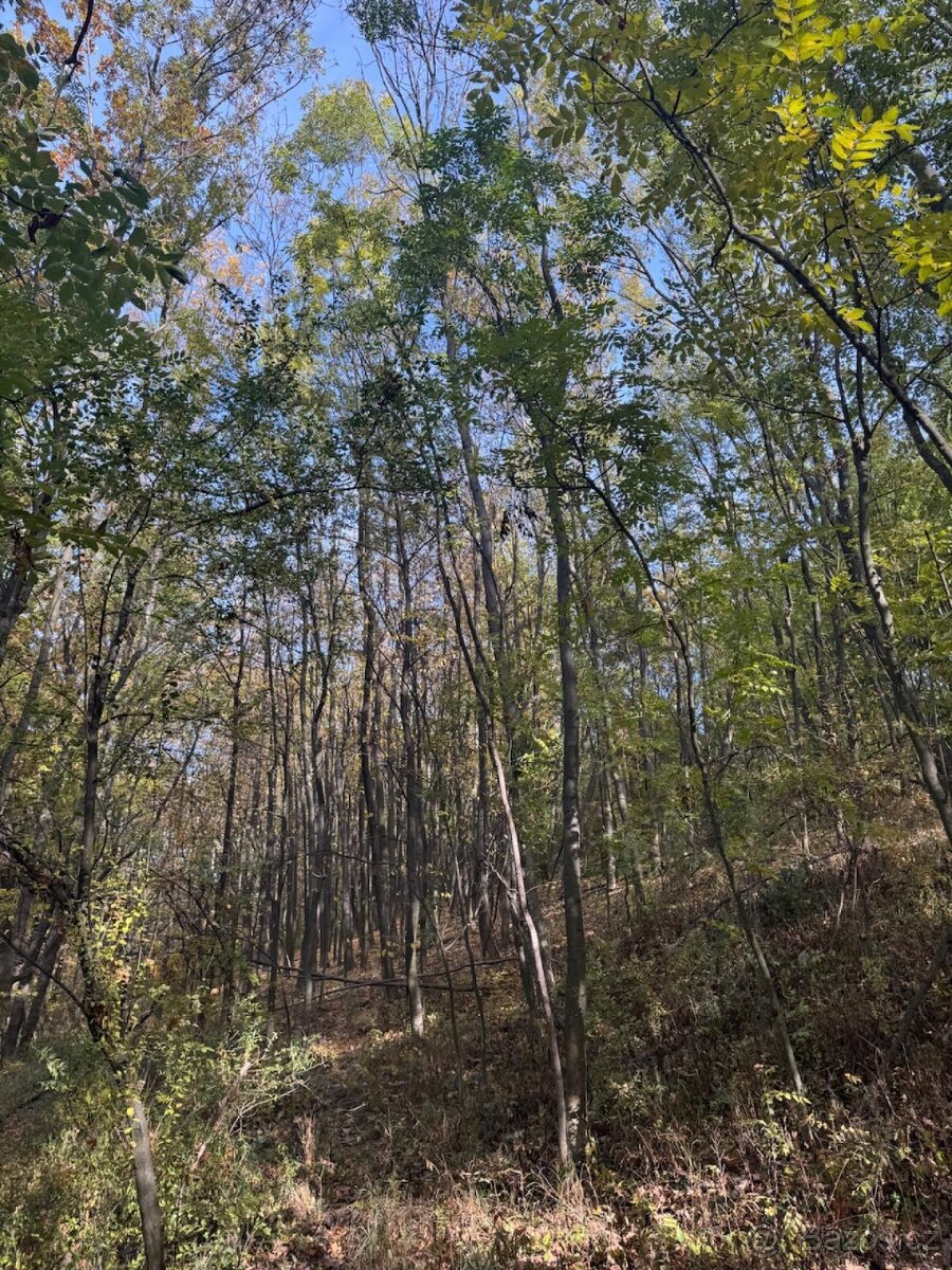 Prodej pozemků v k.ú. Jeníkovice u Choltic