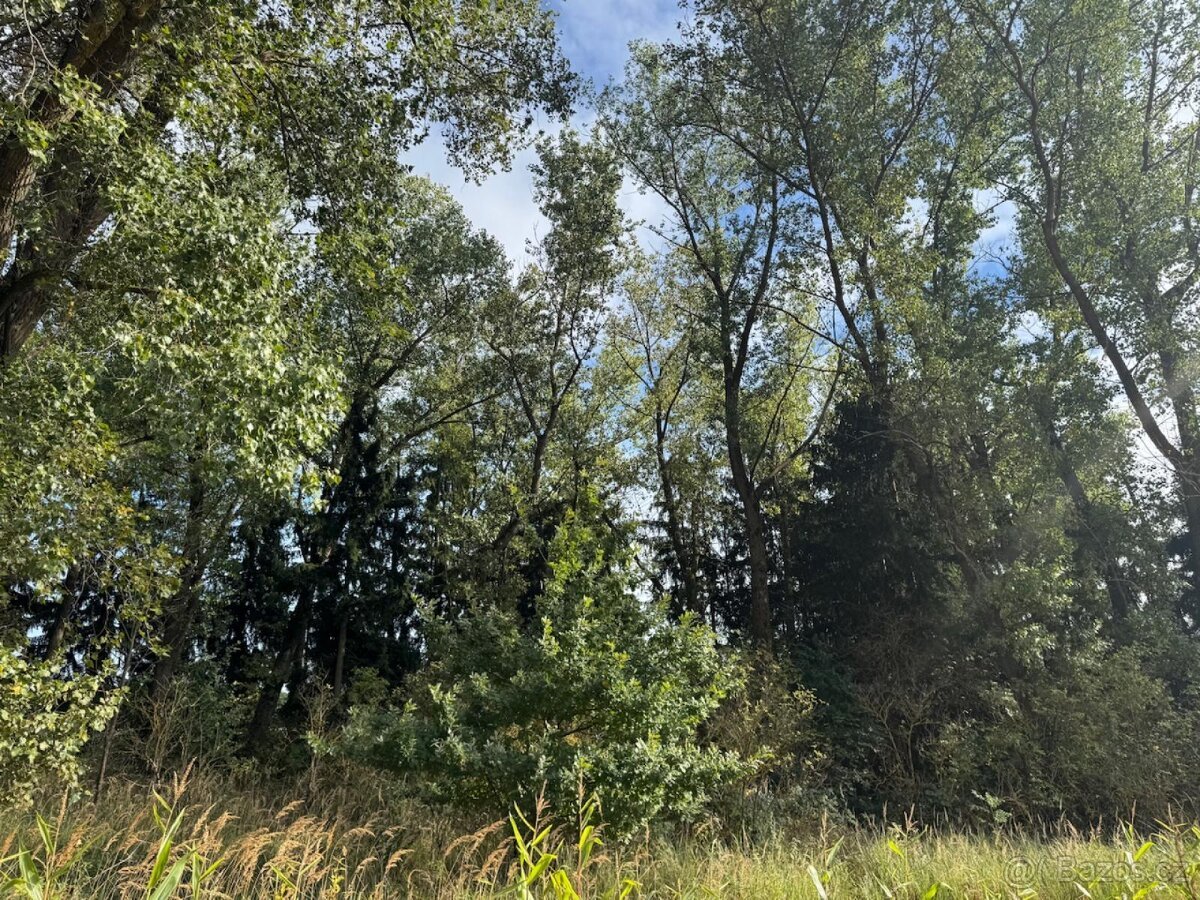 Prodej lesního pozemku k.ú. Vrchovina