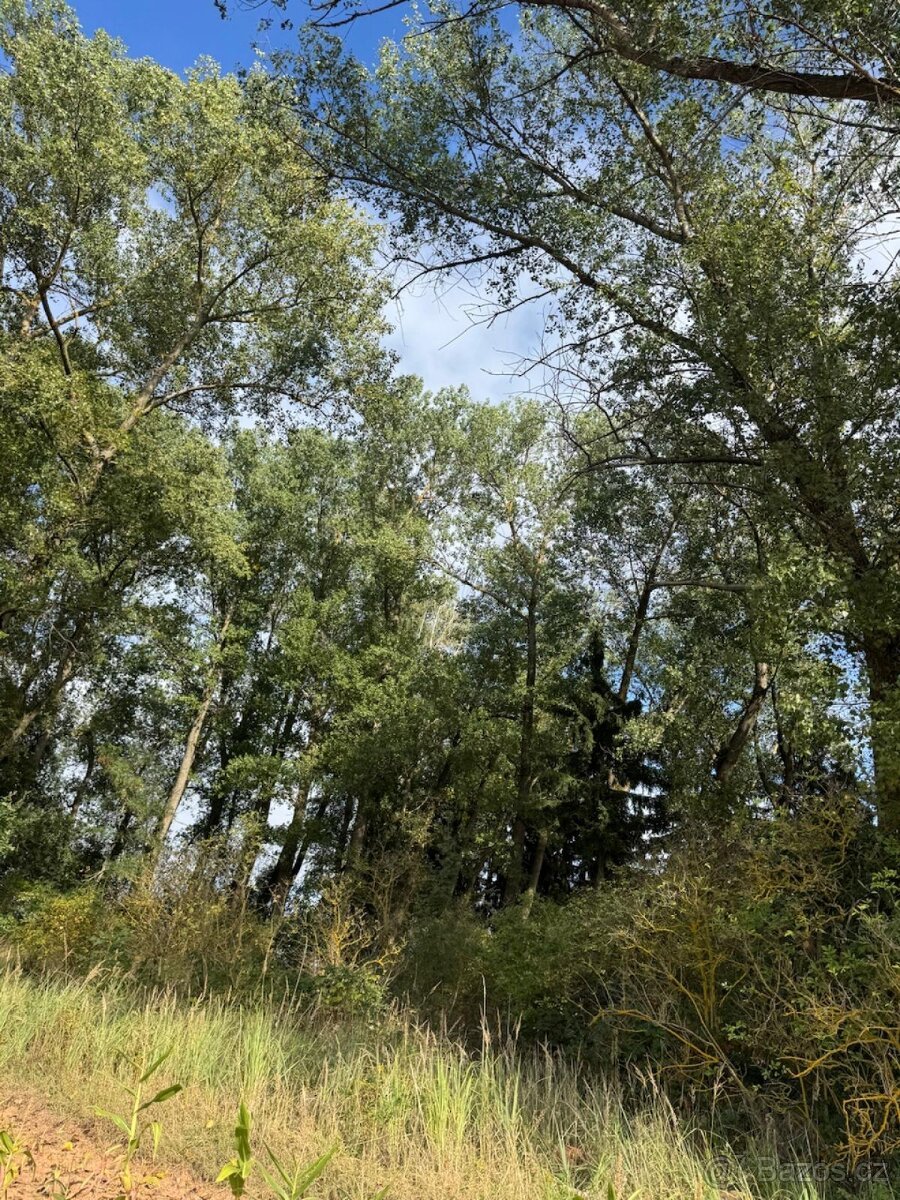 Prodej lesního pozemku k.ú. Vrchovina