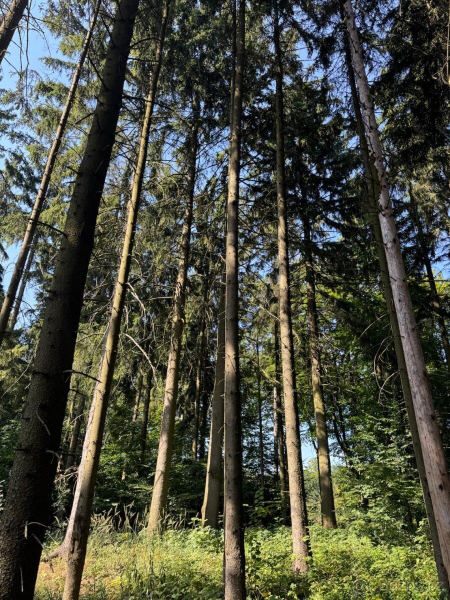 Prodej lesního pozemku v k.ú. Liberk