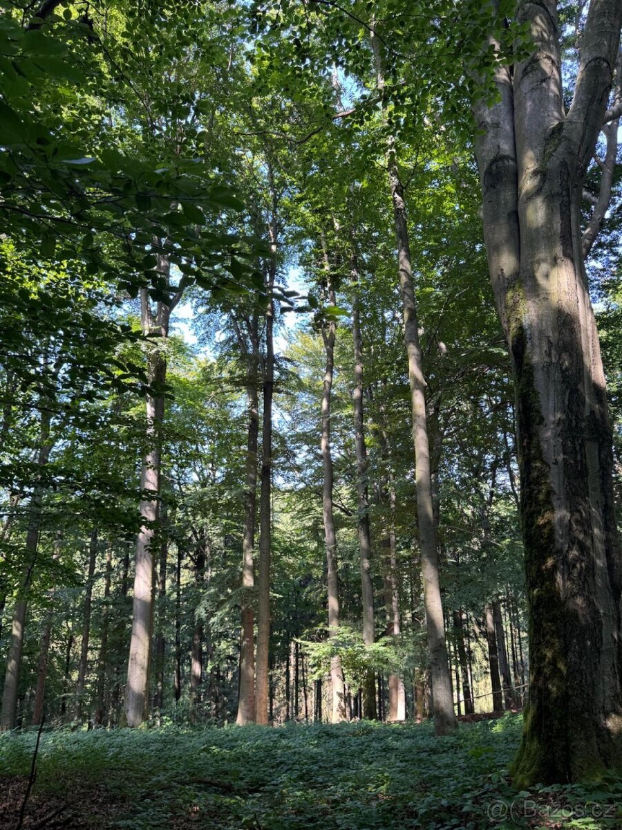 Prodej lesního pozemku v k.ú. Liberk