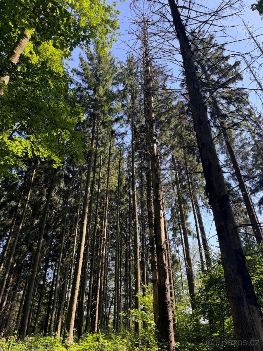 Prodej lesního pozemku v k.ú. Liberk