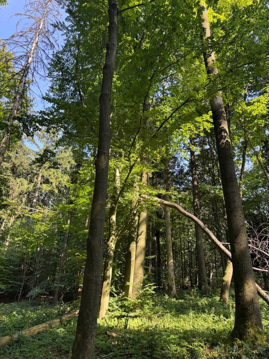 Prodej lesního pozemku v k.ú. Liberk