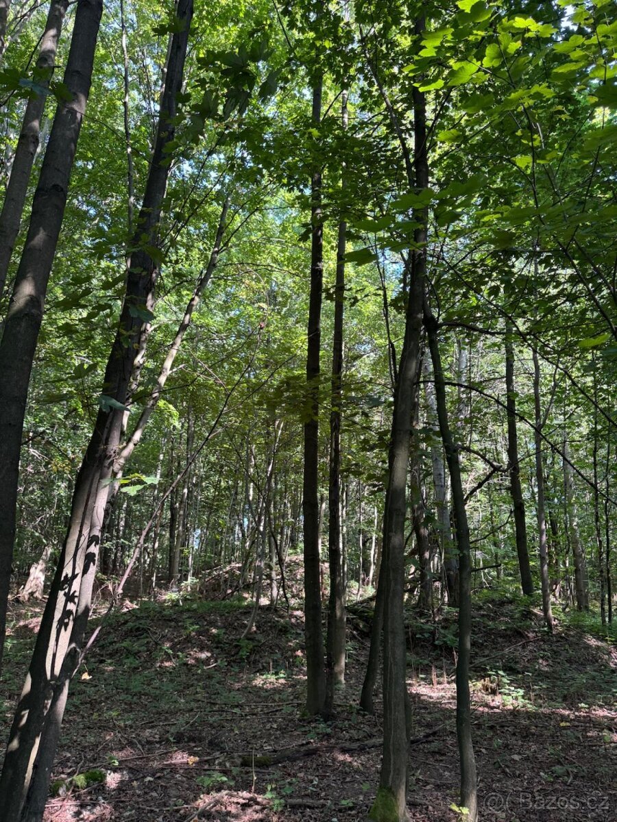 Prodej lesního pozemku v k.ú. Liberk