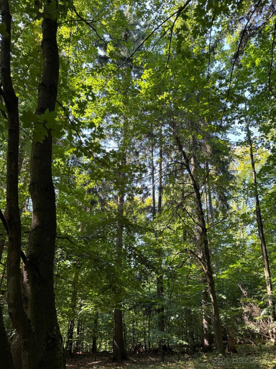 Prodej lesního pozemku v k.ú. Liberk