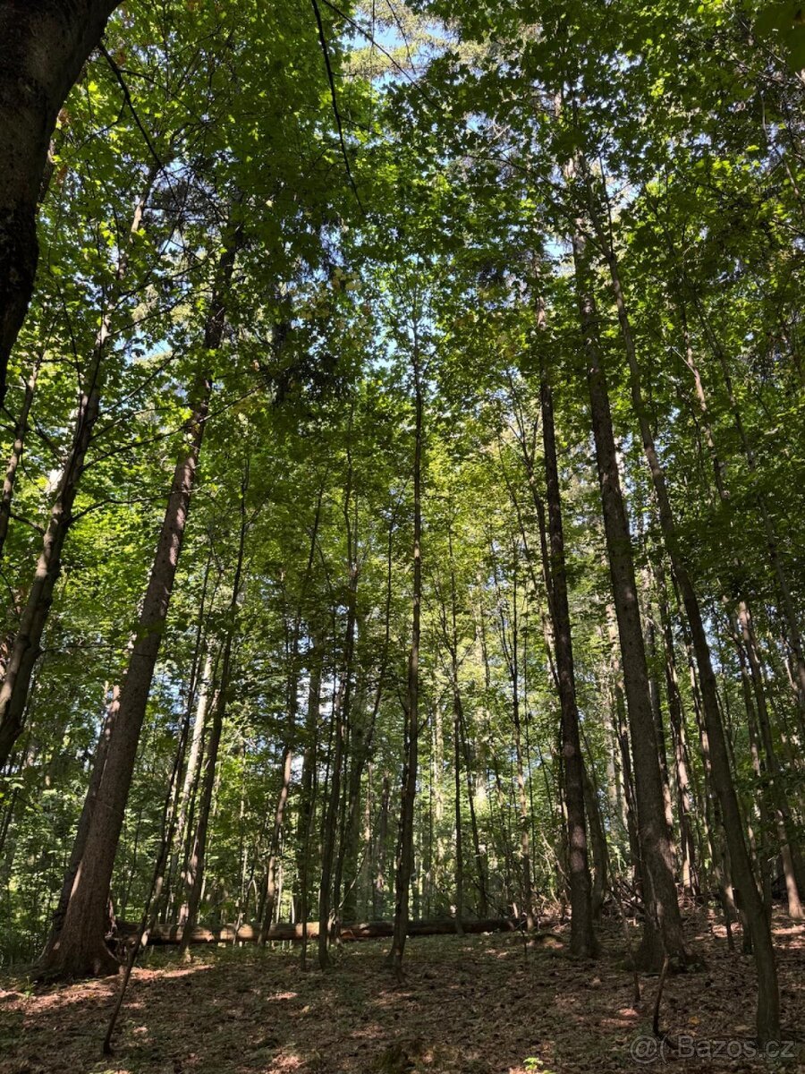 Prodej lesního pozemku v k.ú. Liberk