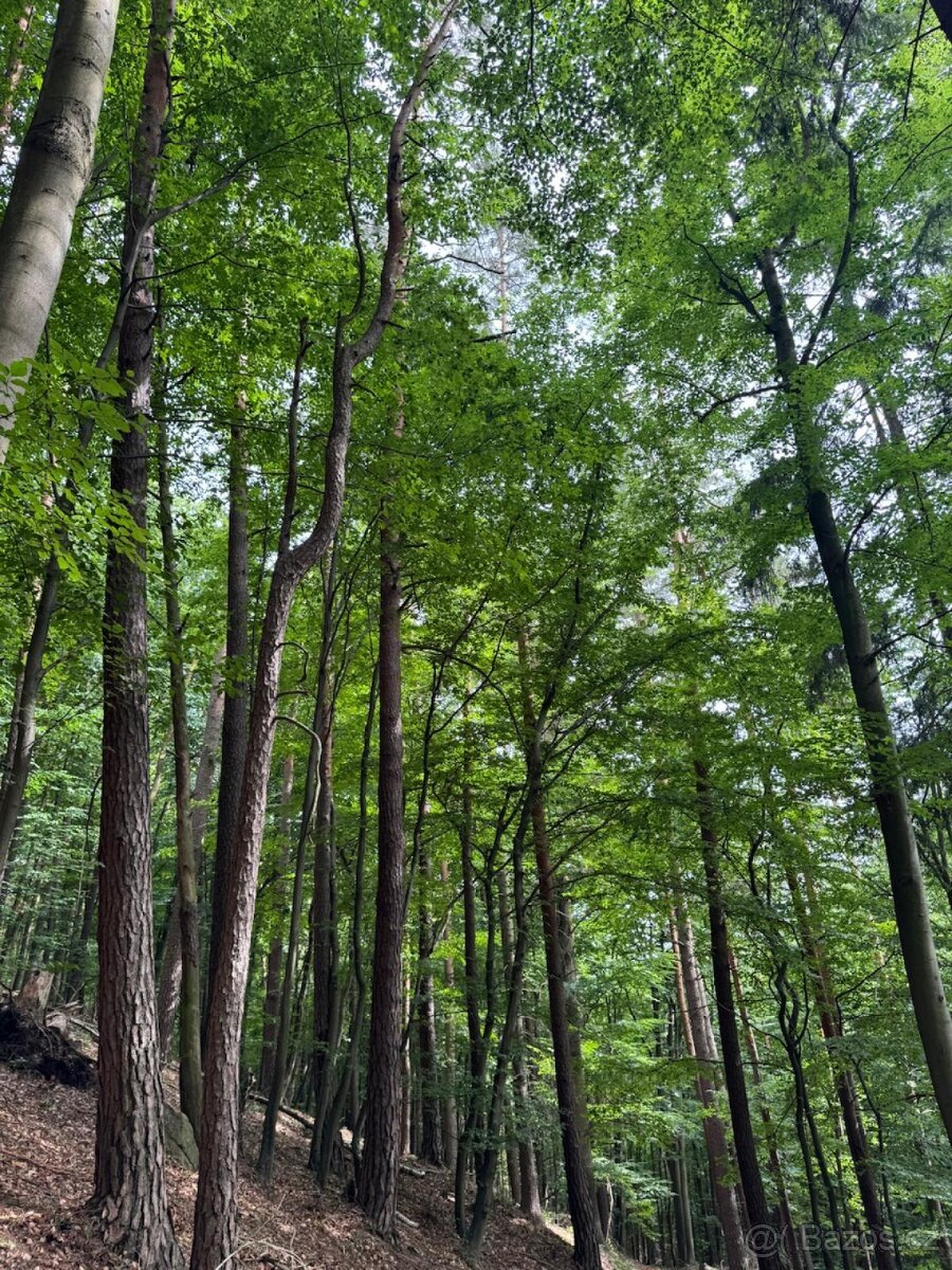 Prodám lesní pozemky v k.ú. Bohutín nad Moravou