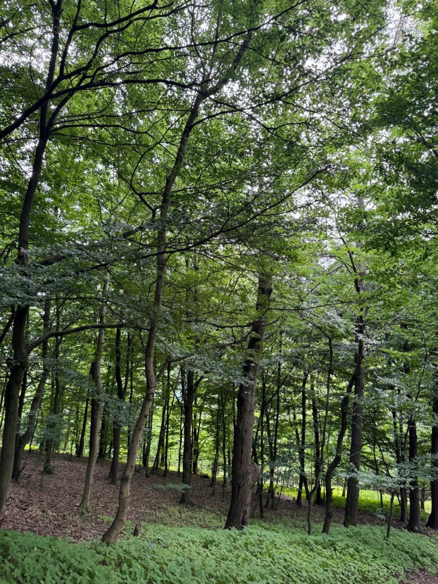 Prodám lesní pozemky v k.ú. Bohutín nad Moravou