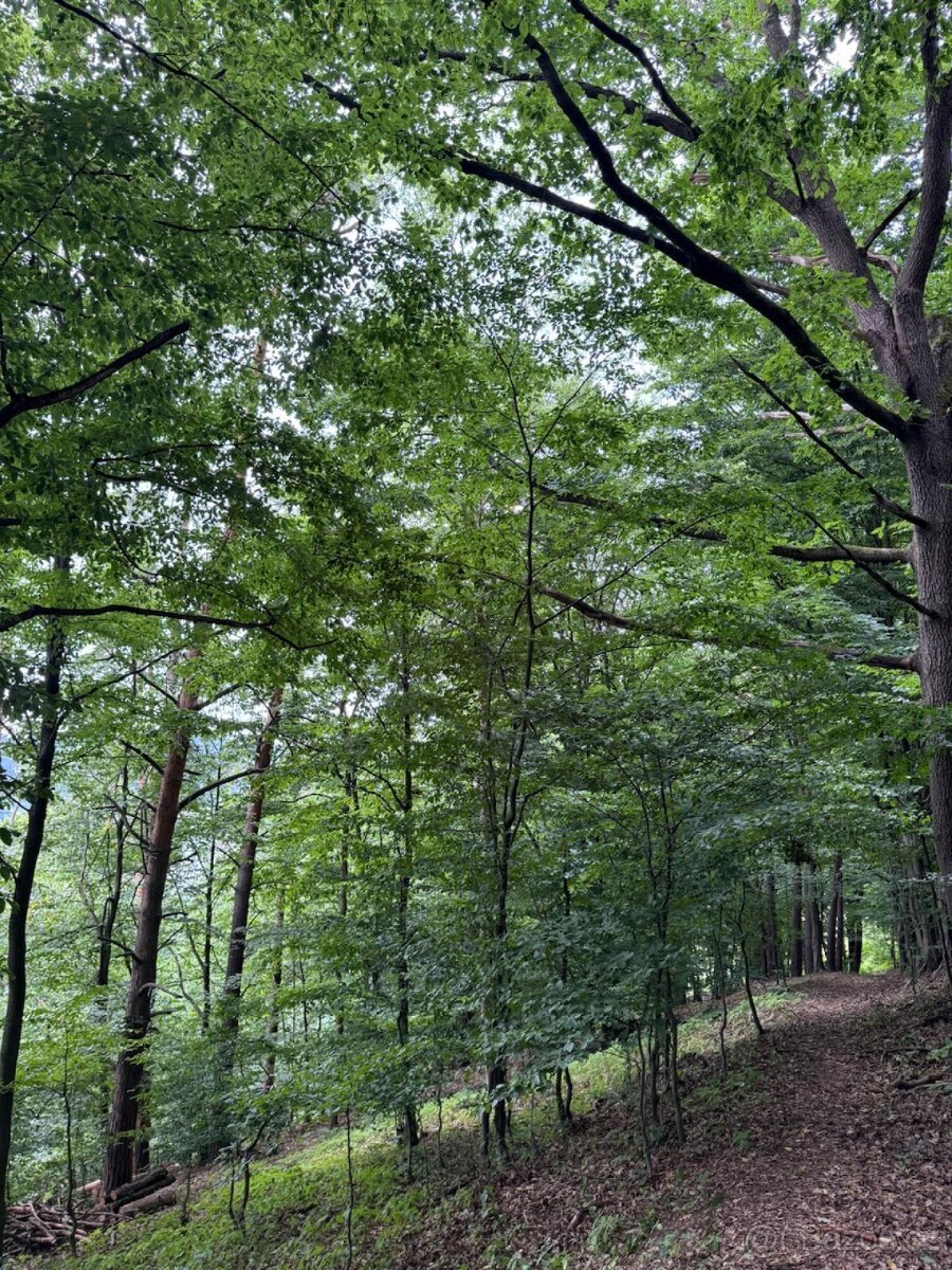 Prodám lesní pozemky v k.ú. Bohutín nad Moravou