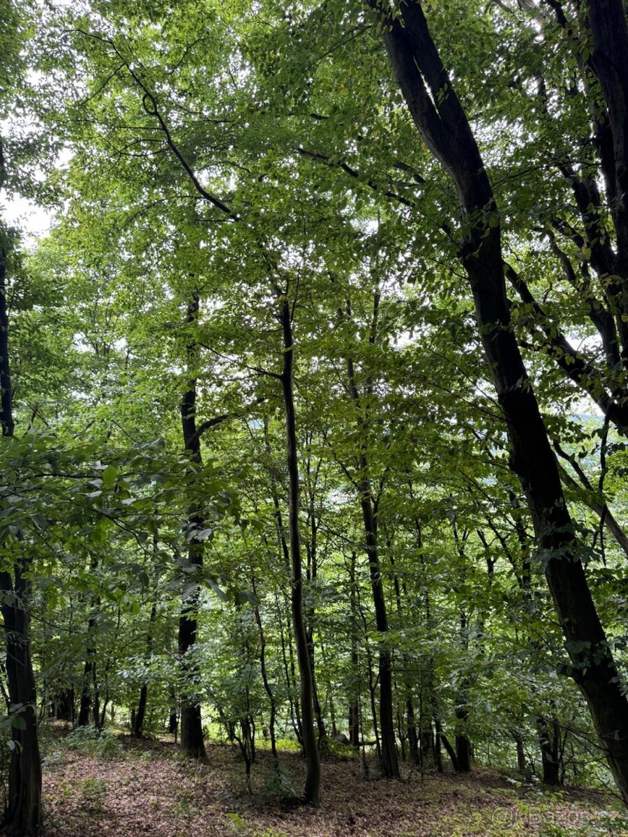 Prodám lesní pozemky v k.ú. Bohutín nad Moravou