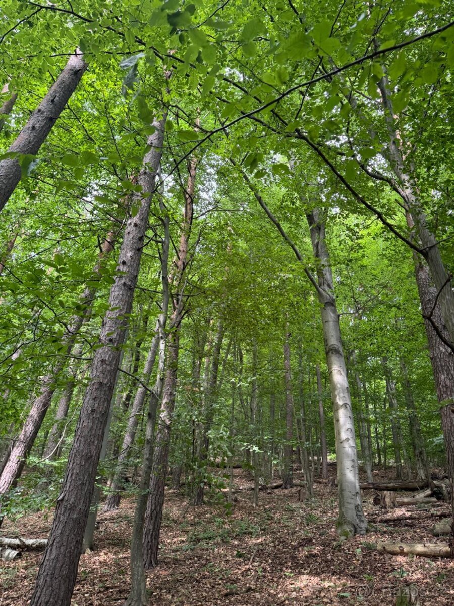 Prodám lesní pozemky v k.ú. Bohutín nad Moravou