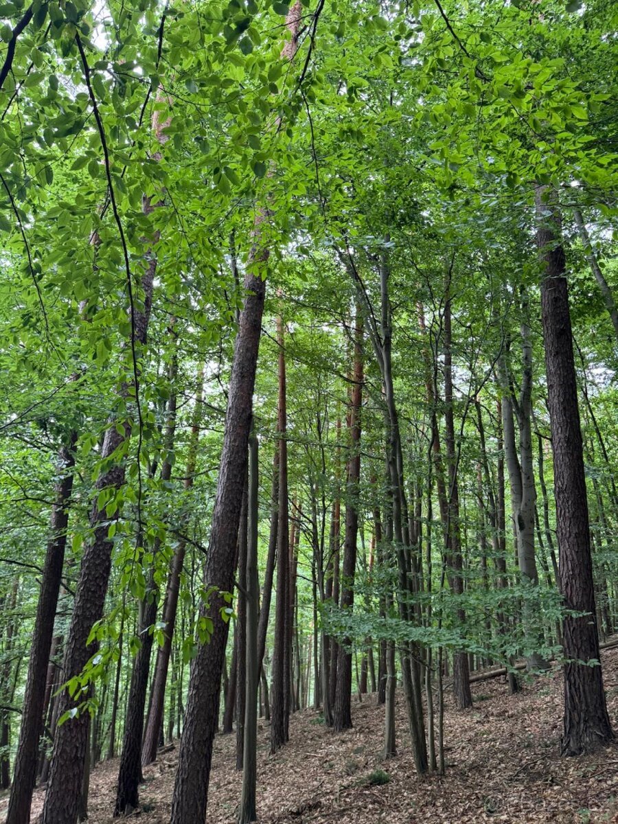 Prodám lesní pozemky v k.ú. Bohutín nad Moravou