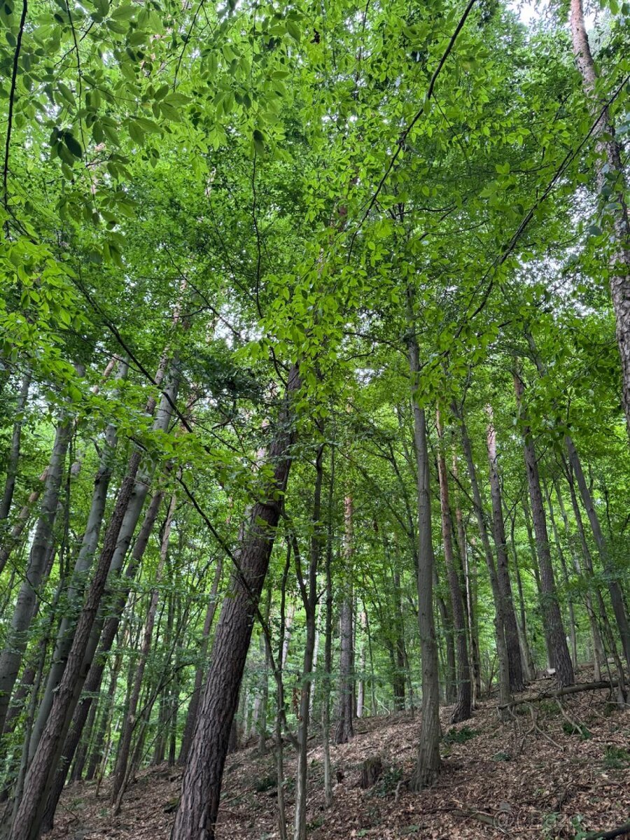 Prodám lesní pozemky v k.ú. Bohutín nad Moravou