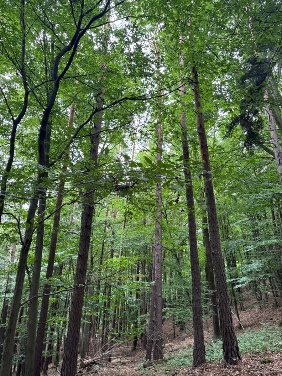 Prodám lesní pozemky v k.ú. Bohutín nad Moravou