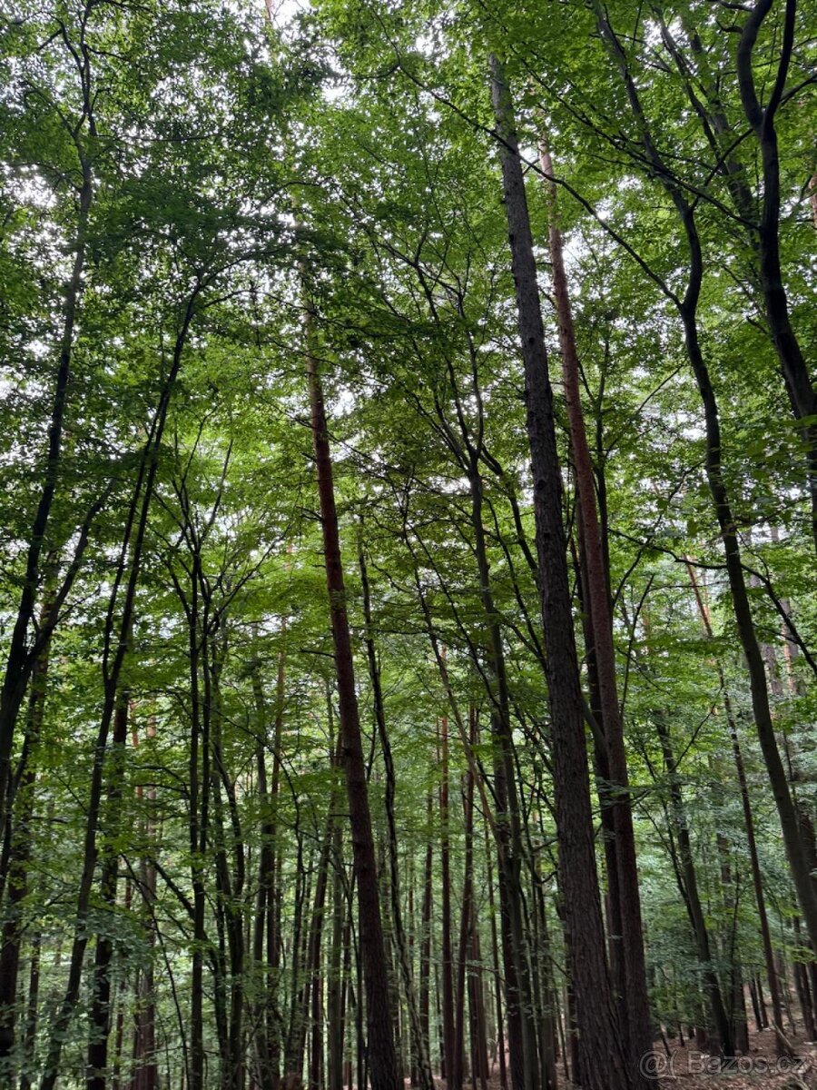 Prodám lesní pozemky v k.ú. Bohutín nad Moravou