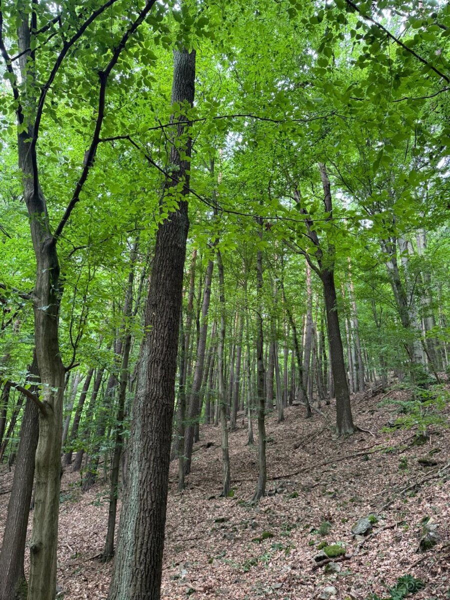 Prodám lesní pozemky v k.ú. Bohutín nad Moravou