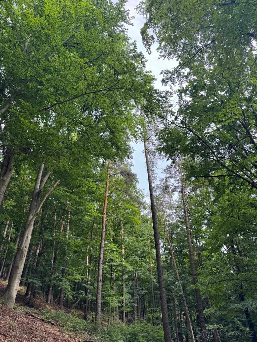 Prodám lesní pozemky v k.ú. Bohutín nad Moravou