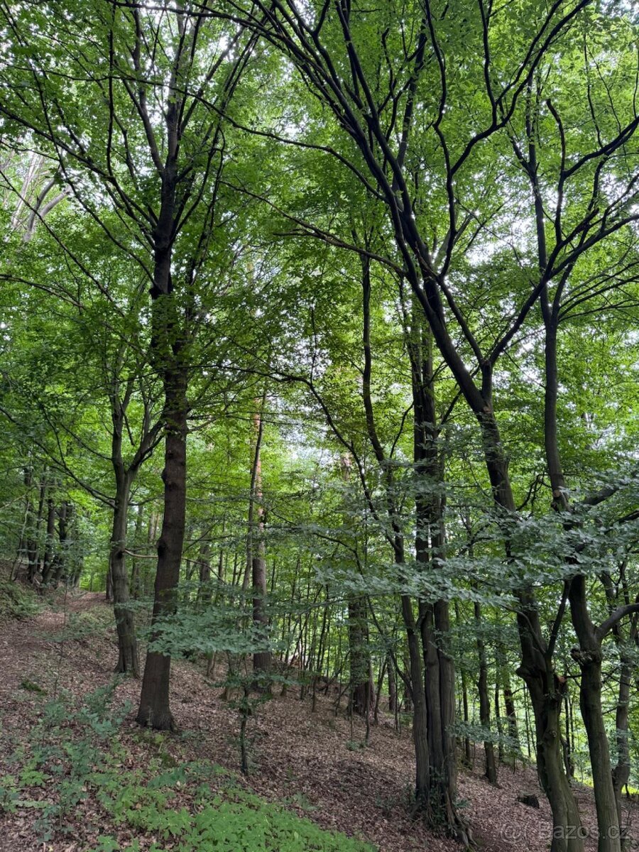 Prodám lesní pozemky v k.ú. Bohutín nad Moravou