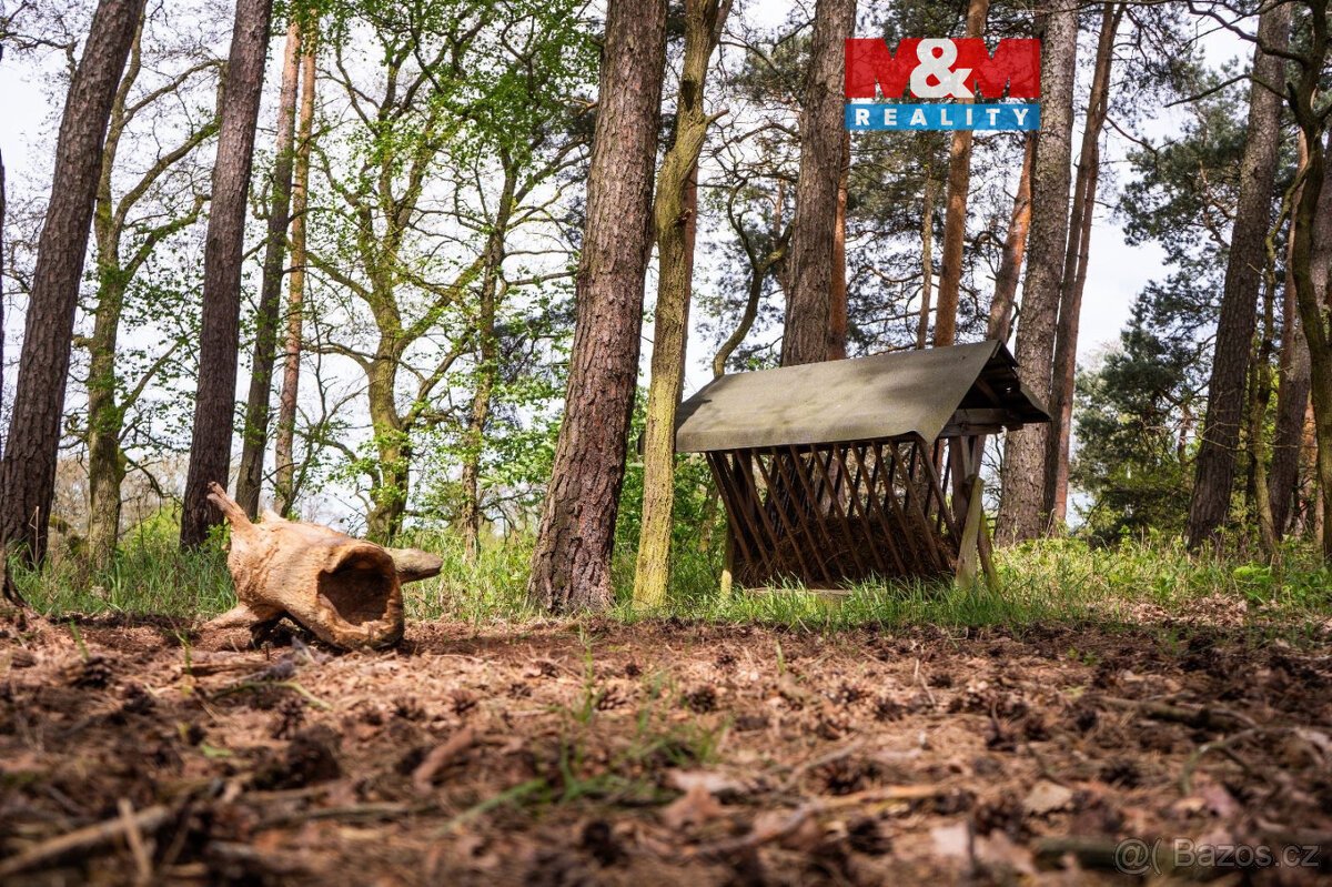 Prodej lesa, 7342 m², Borohrádek