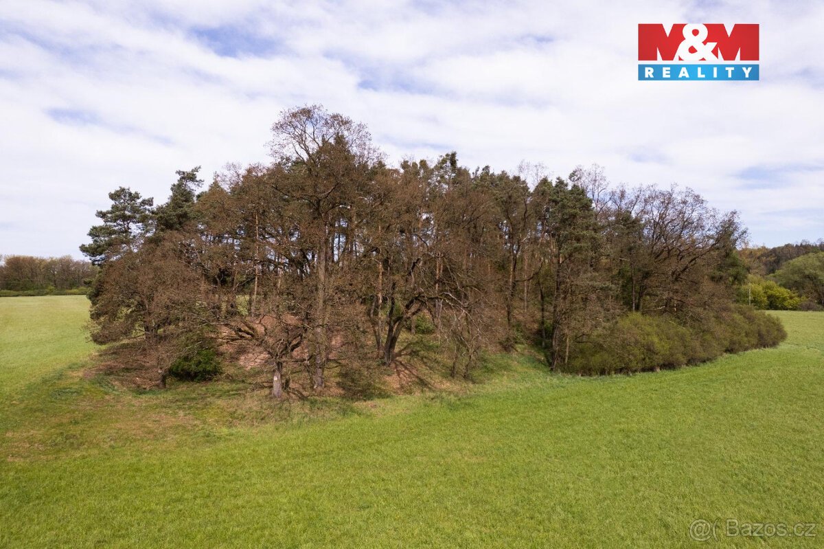 Prodej lesa, 7342 m², Borohrádek