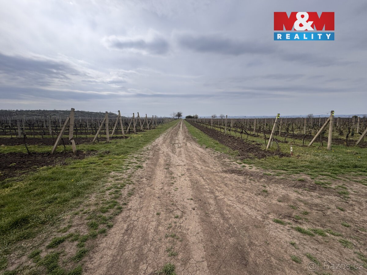 Prodej vinice, 3600 m², Velké Bílovice