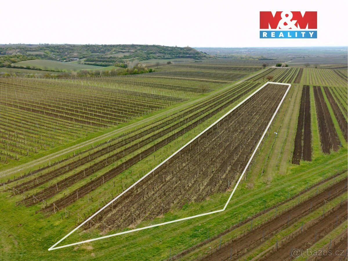 Prodej vinice, 3600 m², Velké Bílovice
