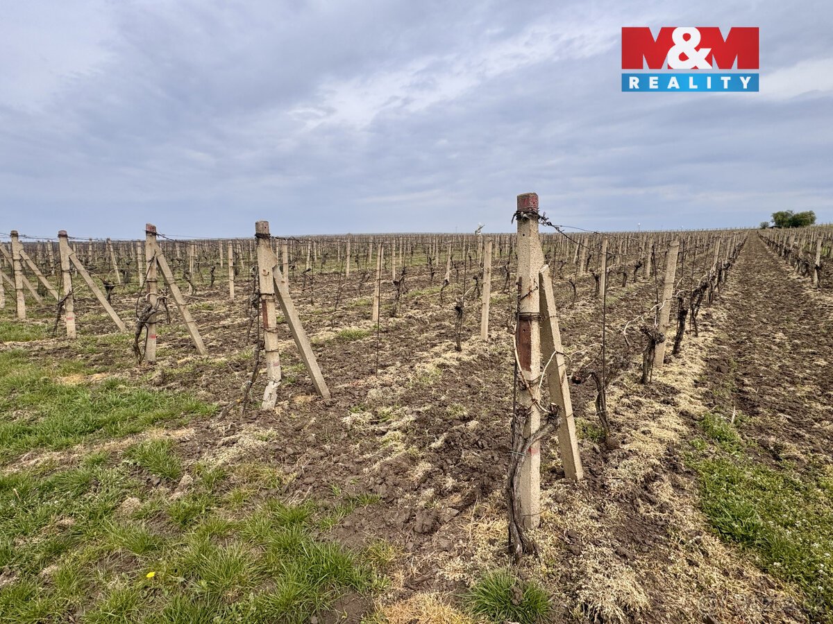 Prodej vinice, 3600 m², Velké Bílovice