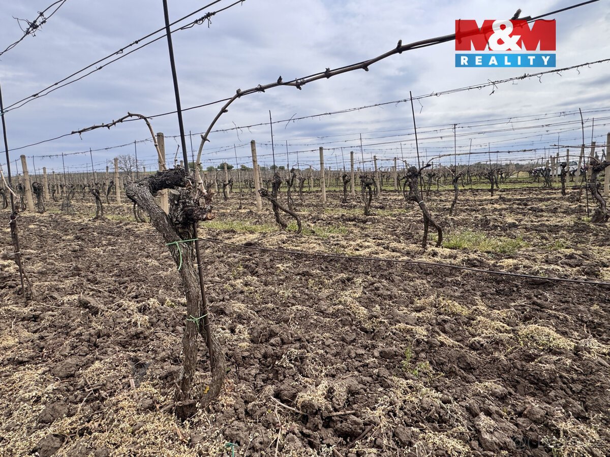 Prodej vinice, 3600 m², Velké Bílovice