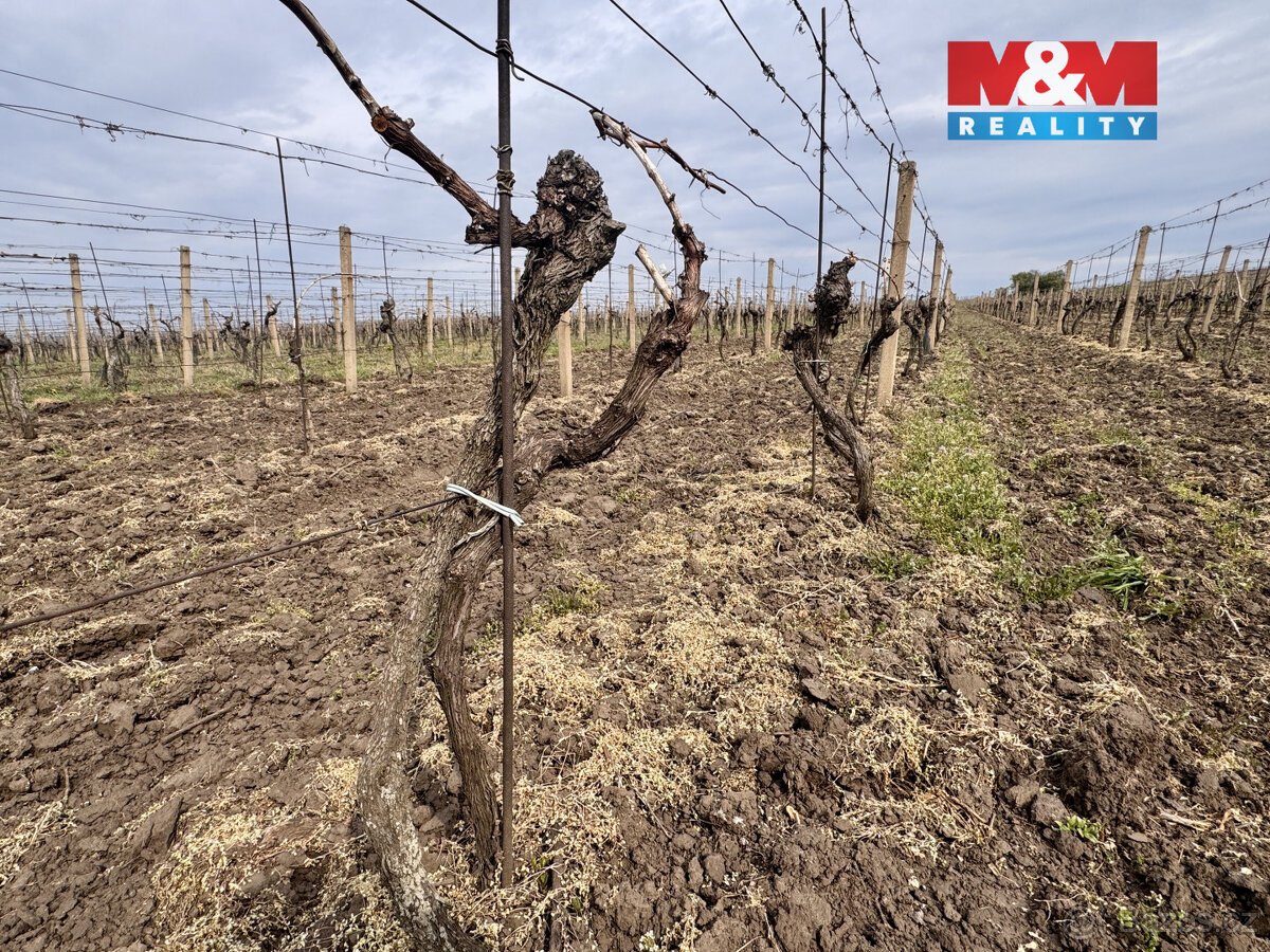 Prodej vinice, 3600 m², Velké Bílovice