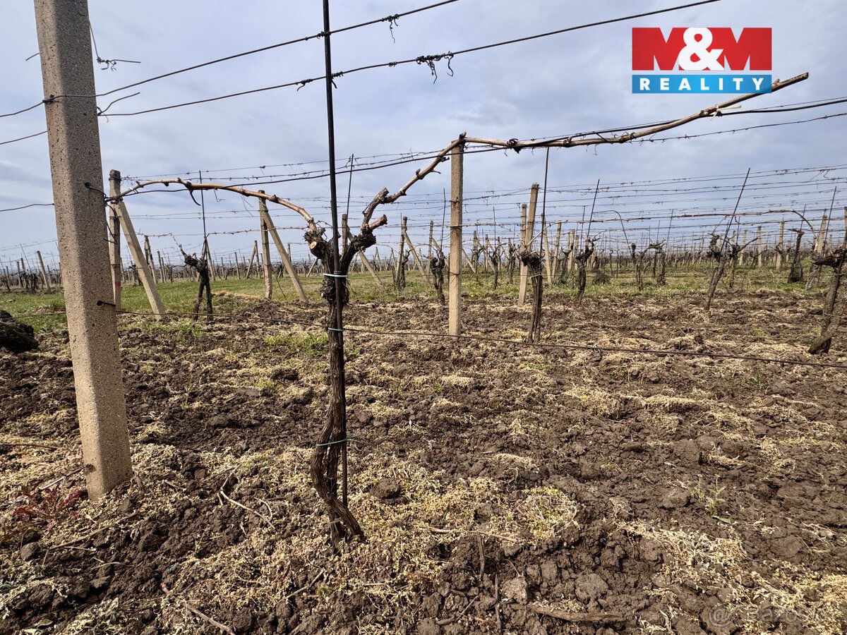 Prodej vinice, 3600 m², Velké Bílovice