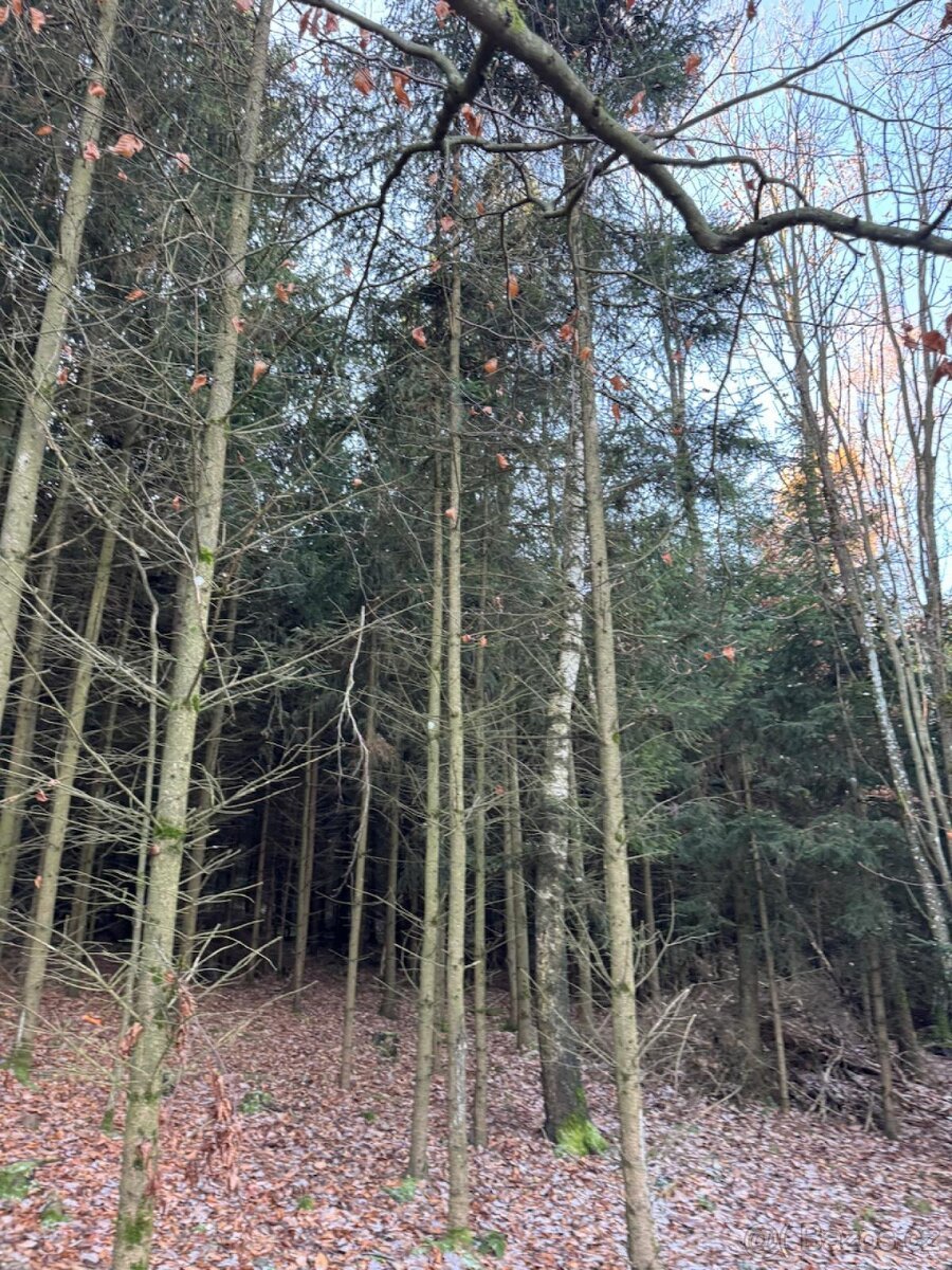 Prodej lesních pozemků k.ú. Poleň